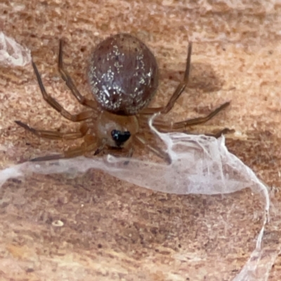 Unidentified Other web-building spider at Acton, ACT - 1 May 2024 by Hejor1