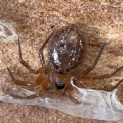 Hadrotarsinae (subfamily) at Black Mountain - 1 May 2024