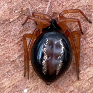 Euryopis umbilicata (Striped tick spider) at Black Mountain by Hejor1