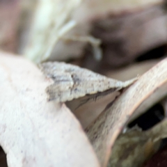 Trigonistis asthenopa at Black Mountain - 1 May 2024