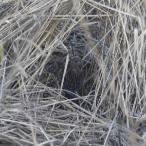 Synoicus ypsilophorus (Brown Quail) at Lions Youth Haven - Westwood Farm by HelenCross