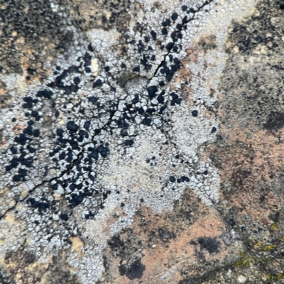 Lichen - crustose at Black Mountain - 1 May 2024 by Hejor1