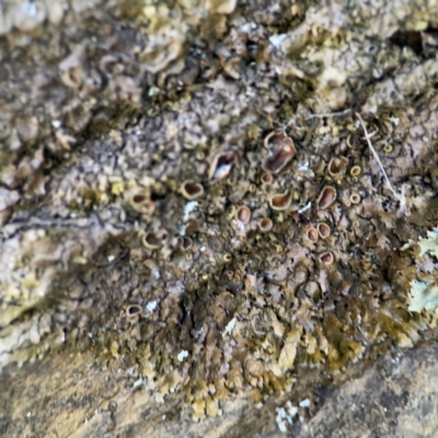 Lichen - crustose at Black Mountain - 1 May 2024 by Hejor1