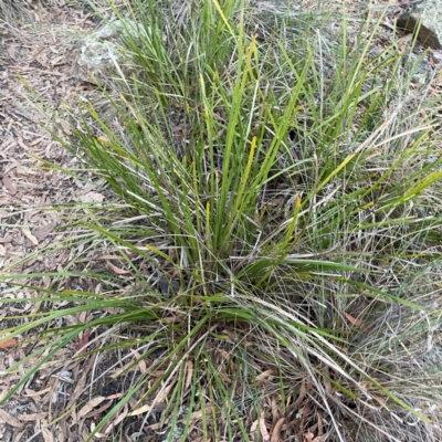 Lomandra longifolia (Spiny-headed Mat-rush, Honey Reed) at Point 4997 - 1 May 2024 by Hejor1