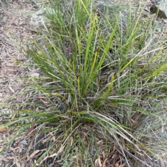 Lomandra longifolia (Spiny-headed Mat-rush, Honey Reed) at Black Mountain - 1 May 2024 by Hejor1