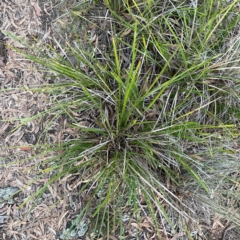 Lomandra longifolia at Point 4997 - 1 May 2024 04:58 PM