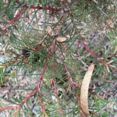 Hakea microcarpa (Small-fruit Hakea) at Point 4997 - 1 May 2024 by Hejor1