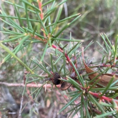 Hakea microcarpa at Point 4997 - 1 May 2024