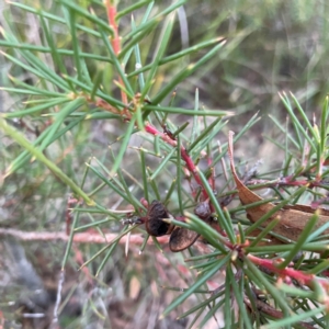 Hakea microcarpa at Point 4997 - 1 May 2024 04:58 PM