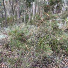 Hakea microcarpa at Point 4997 - 1 May 2024