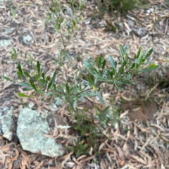 Dodonaea viscosa subsp. cuneata (Wedge-leaved Hop Bush) at Point 4997 - 1 May 2024 by Hejor1