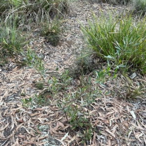 Dodonaea viscosa subsp. cuneata at Undefined Area - 1 May 2024 04:59 PM