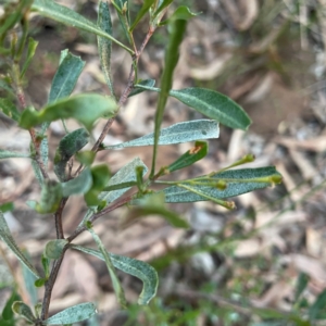 Dodonaea viscosa subsp. cuneata at Undefined Area - 1 May 2024 04:59 PM