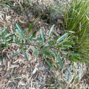 Dodonaea viscosa subsp. cuneata at Point 4997 - 1 May 2024 04:59 PM