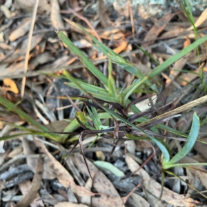 Stypandra glauca at Point 4997 - 1 May 2024