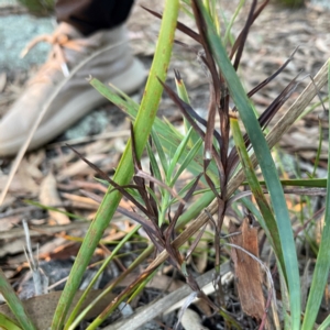 Stypandra glauca at Point 4997 - 1 May 2024