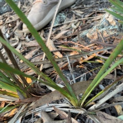 Lomandra longifolia (Spiny-headed Mat-rush, Honey Reed) at Point 4997 - 1 May 2024 by Hejor1