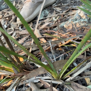 Lomandra longifolia at Point 4997 - 1 May 2024 04:59 PM