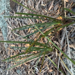 Lomandra longifolia at Point 4997 - 1 May 2024