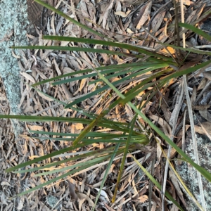 Lomandra longifolia at Point 4997 - 1 May 2024