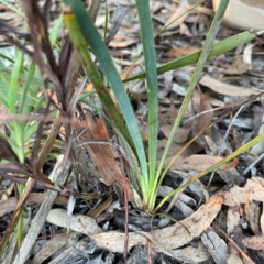 Lomandra longifolia at Point 4997 - 1 May 2024