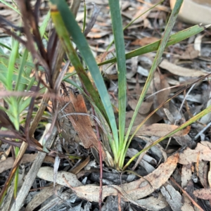 Lomandra longifolia at Point 4997 - 1 May 2024