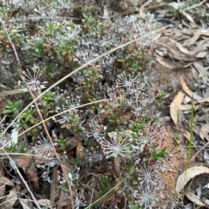 Pomax umbellata at Point 4997 - 1 May 2024