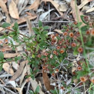 Pomax umbellata at Point 4997 - 1 May 2024