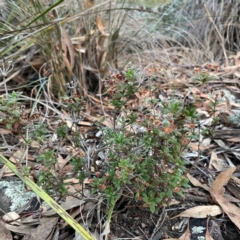 Pomax umbellata at Point 4997 - 1 May 2024