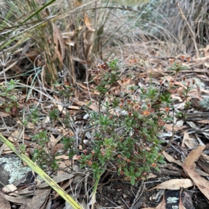 Pomax umbellata at Point 4997 - 1 May 2024