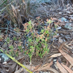 Pomax umbellata at Point 4997 - 1 May 2024