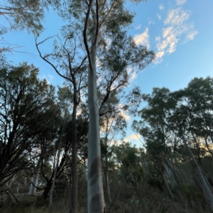 Eucalyptus mannifera at Point 4997 - 1 May 2024