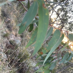 Eucalyptus mannifera at Point 4997 - 1 May 2024 05:02 PM