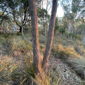 Eucalyptus macrorhyncha subsp. macrorhyncha at Undefined Area - 1 May 2024 05:02 PM