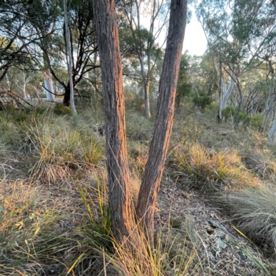 Eucalyptus dives at Acton, ACT - 1 May 2024 by Hejor1