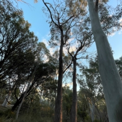 Eucalyptus macrorhyncha subsp. macrorhyncha at Point 4997 - 1 May 2024