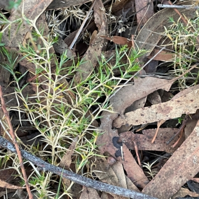 Stellaria pungens (Prickly Starwort) at Black Mountain - 1 May 2024 by Hejor1