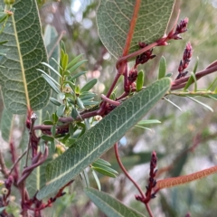 Hardenbergia violacea at Point 4997 - 1 May 2024 05:03 PM