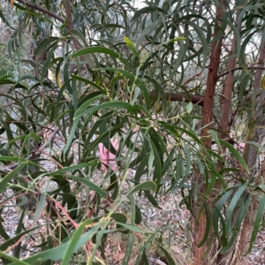 Acacia implexa at Black Mountain - 1 May 2024