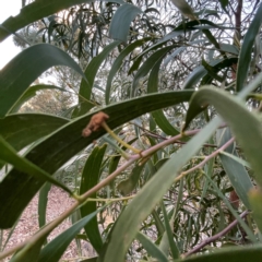 Acacia implexa at Black Mountain - 1 May 2024