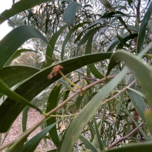 Acacia implexa at Black Mountain - 1 May 2024