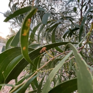 Acacia implexa at Black Mountain - 1 May 2024