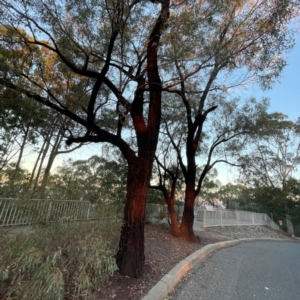 Eucalyptus sideroxylon at Point 4999 - 1 May 2024 05:08 PM