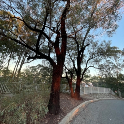 Eucalyptus sideroxylon at Black Mountain - 1 May 2024 by Hejor1