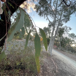 Eucalyptus sideroxylon at Point 4999 - 1 May 2024 05:08 PM