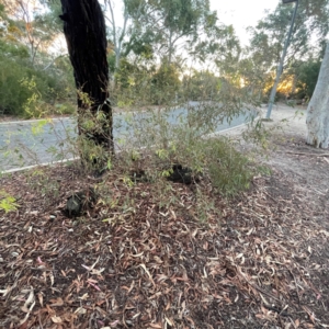 Eucalyptus sideroxylon at Point 4999 - 1 May 2024