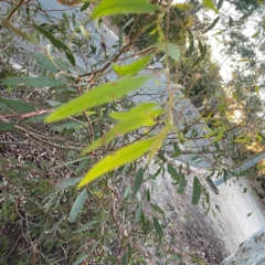 Eucalyptus sideroxylon at Point 4999 - 1 May 2024