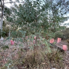 Eucalyptus (genus) (A Gum Tree) at Black Mountain - 1 May 2024 by Hejor1