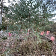 Eucalyptus sp. (A Gum Tree) at Black Mountain - 1 May 2024 by Hejor1