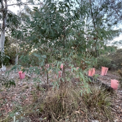 Eucalyptus (genus) (A Gum Tree) at Black Mountain - 1 May 2024 by Hejor1